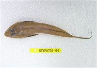 藏品(長崎斜棘(魚銜))的圖片